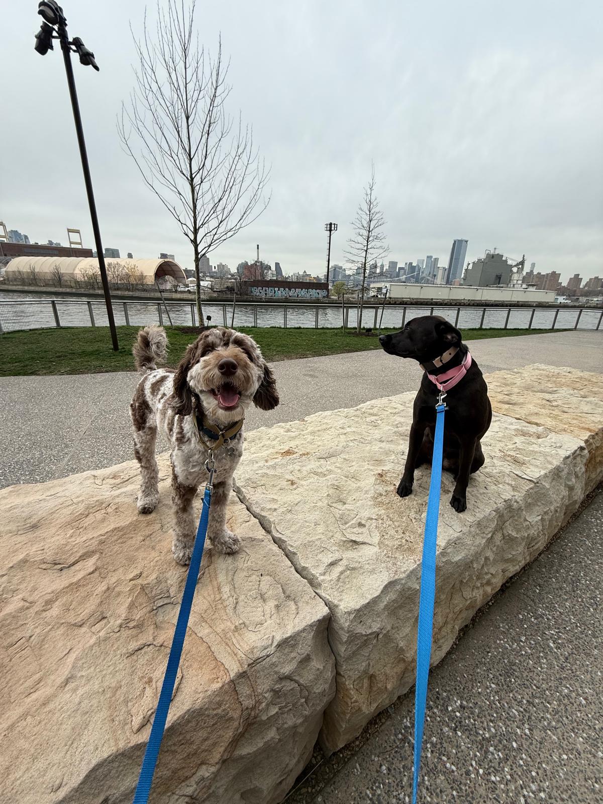 Fido Playhouse — PHOTO-2026-04-27-11-51-31 2